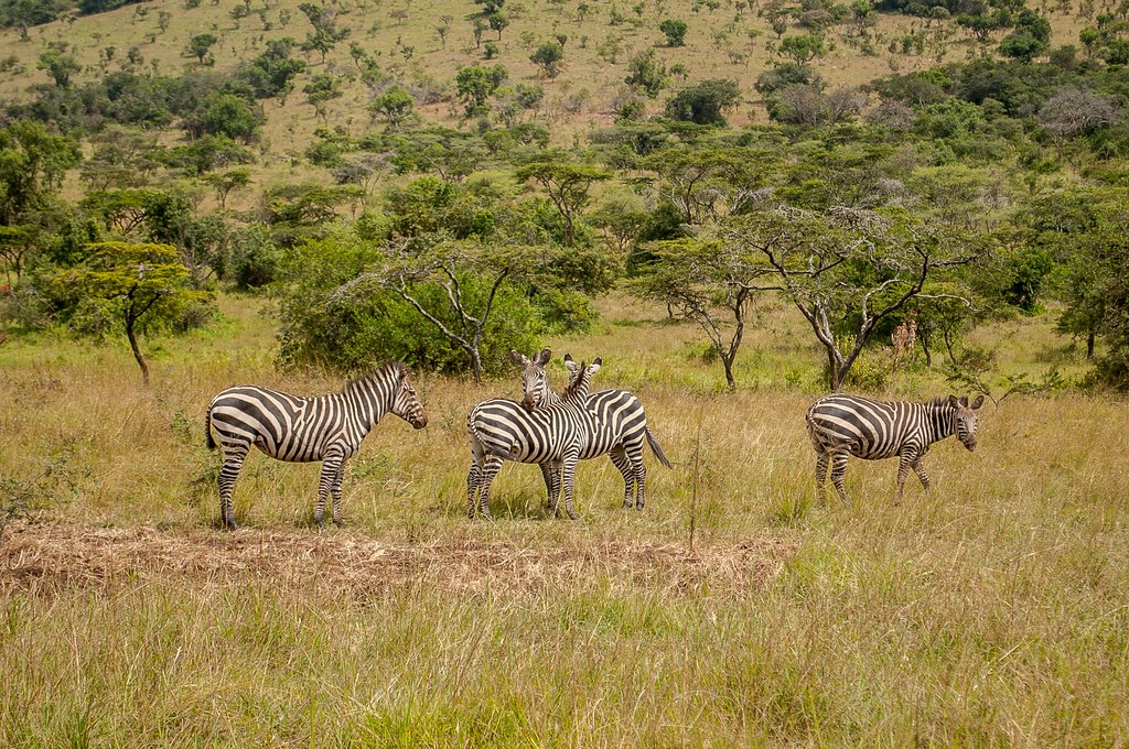 Serengeti and Ngorongoro
